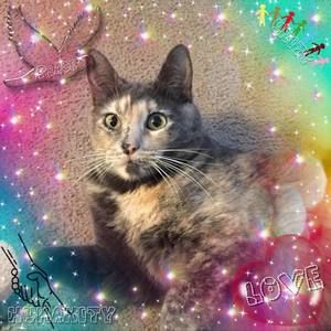 Meet your Posher, Annette